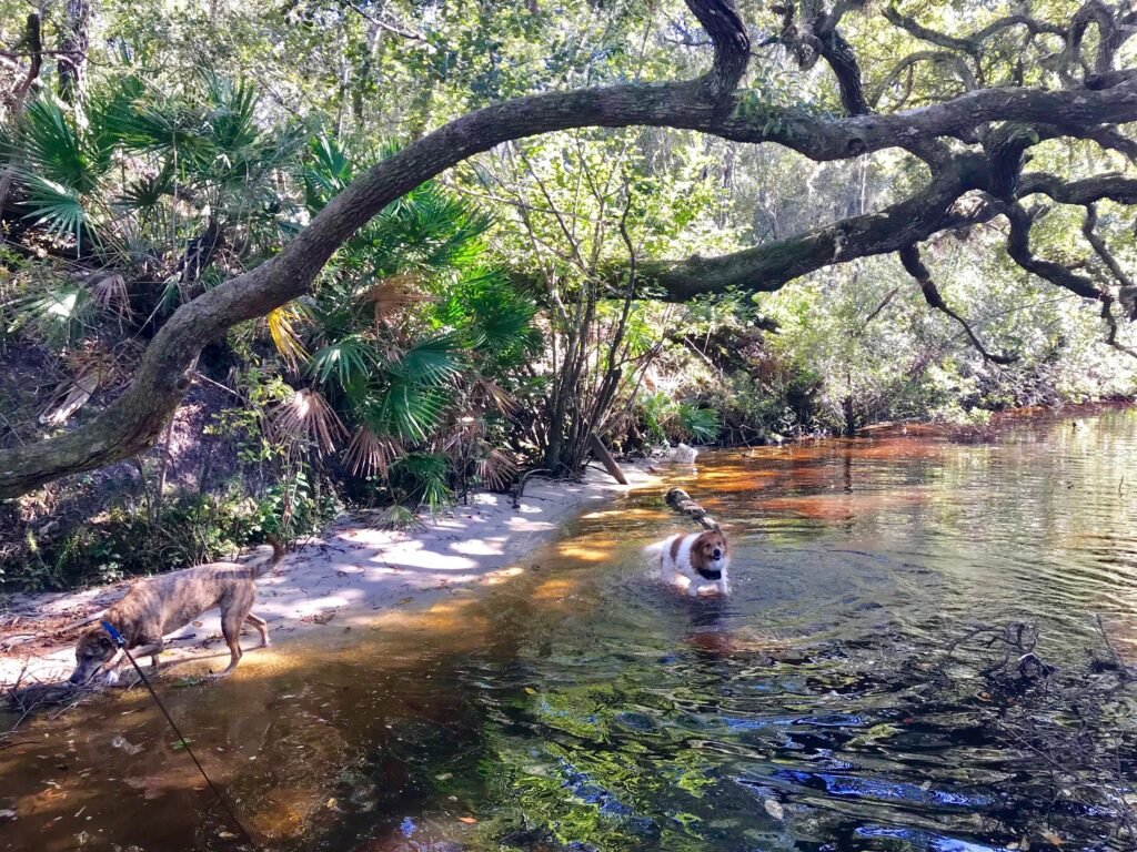 middleburg florida image